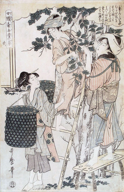Utamaro, women picking mulberry leaves